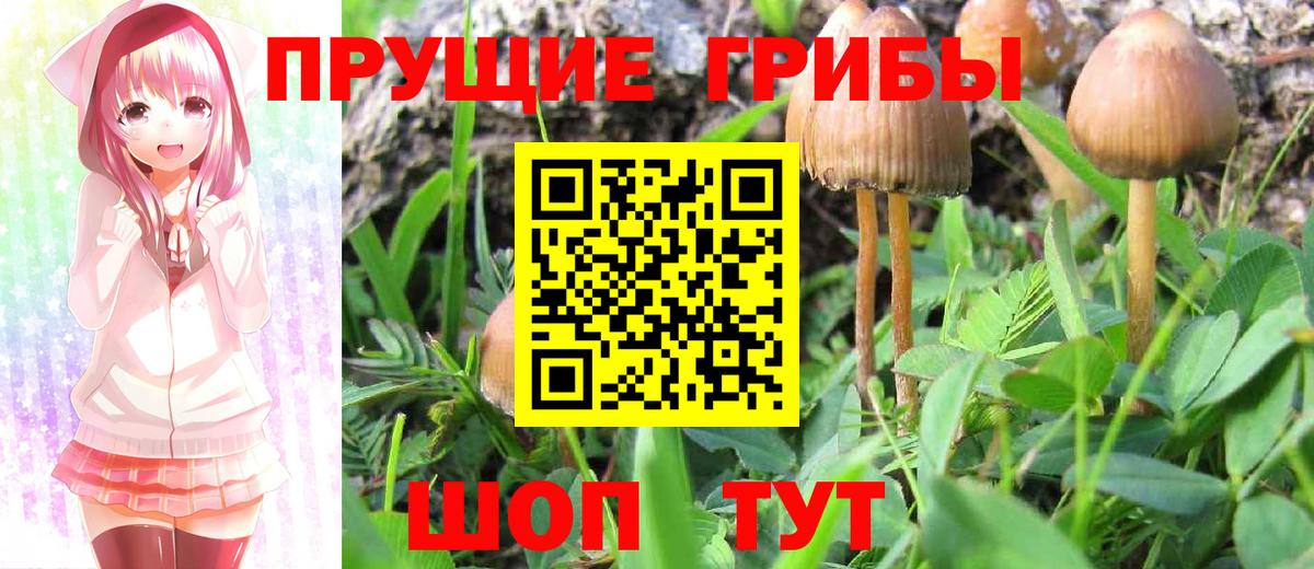 Галлюциногенные грибы Psilocybe  Вход с VPN  Бугуруслан 